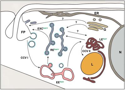 To the Surface and Back: Exo- and Endocytic Pathways in Trypanosoma brucei